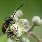 Warten auf die Brombeeren