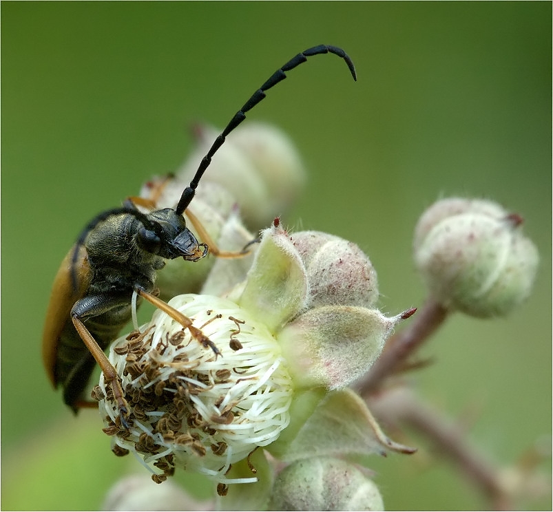 Warten auf die Brombeeren