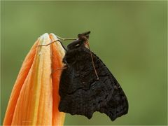 Warten auf die Entfaltung