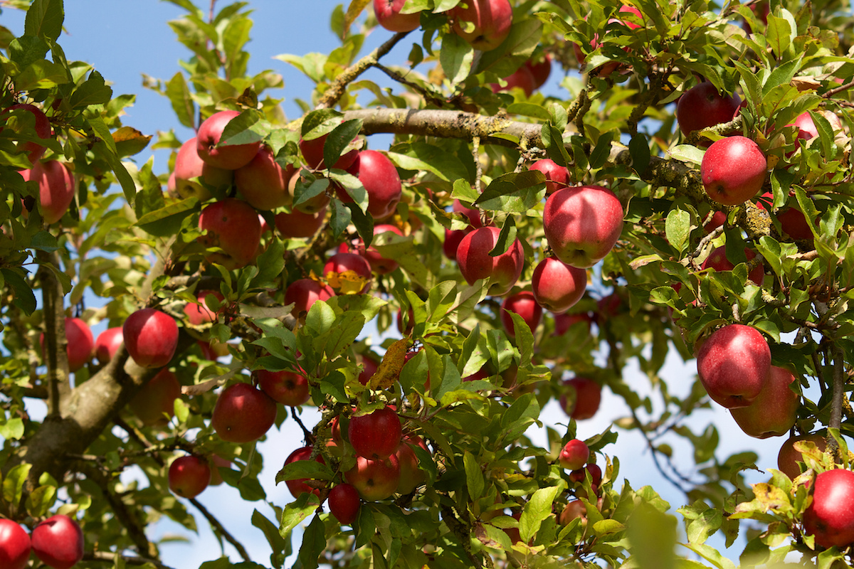 Warten auf die Ernte