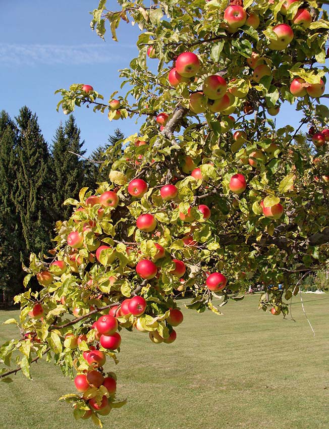 warten auf die Ernte.....