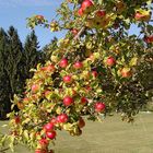 warten auf die Ernte.....