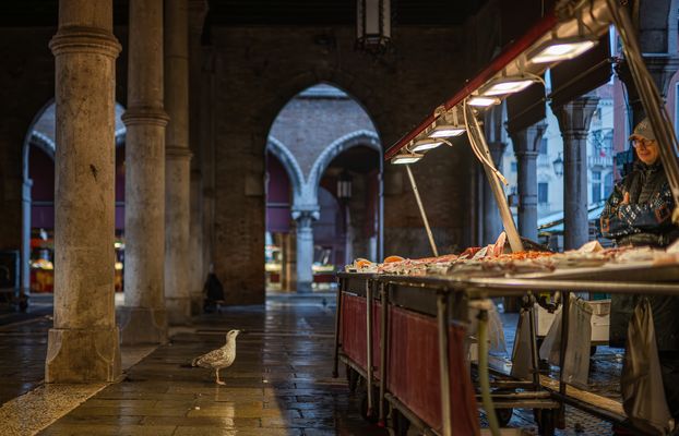 Warten auf die Fischabfälle