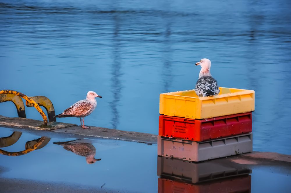 WARTEN AUF DIE FISCHKUTTER