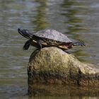 "Warten auf die Flut"