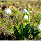 Warten  auf die Frühlingssonne 