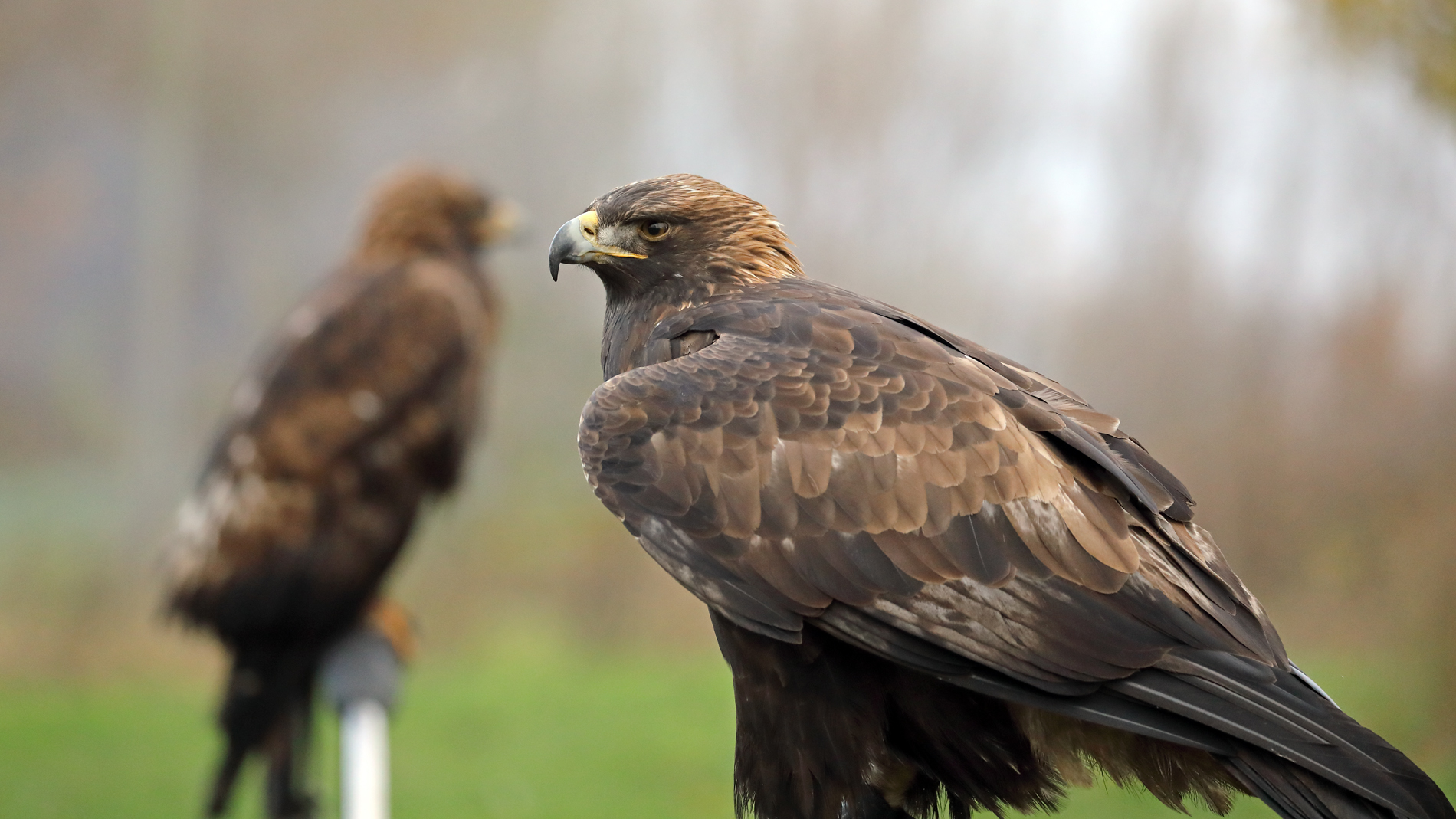 Warten auf die Jagd