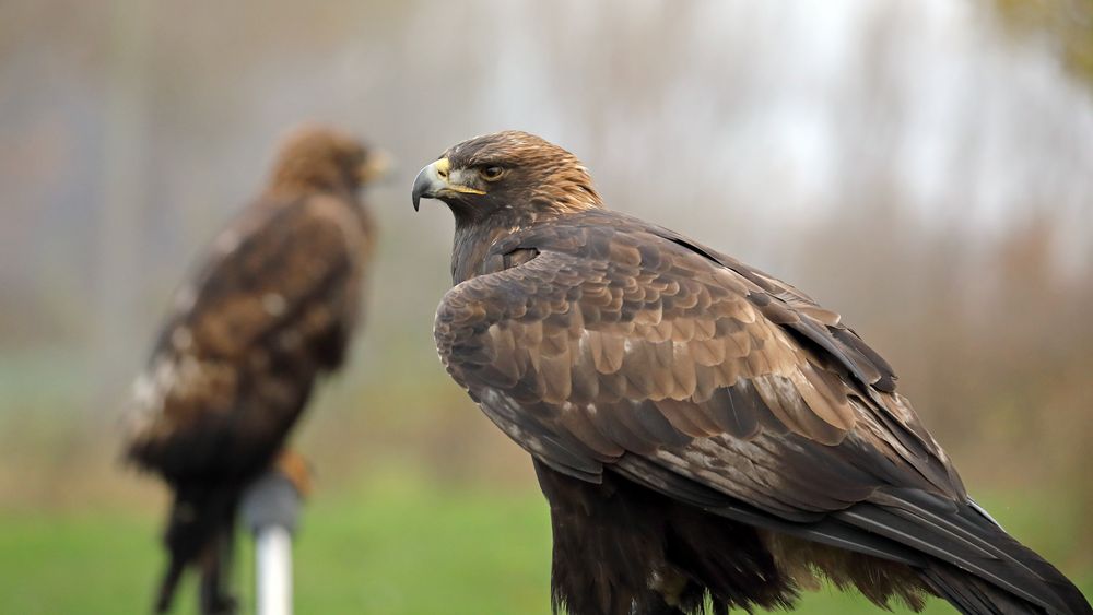 Warten auf die Jagd