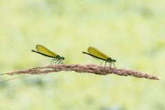 Warten auf die Männerwelt