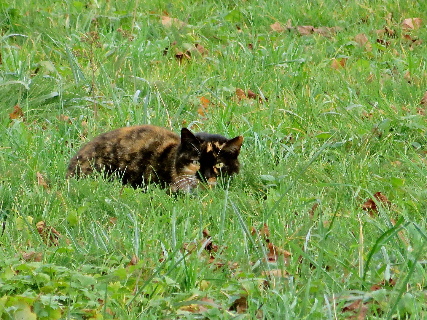 ...warten auf die MAUS !!!...