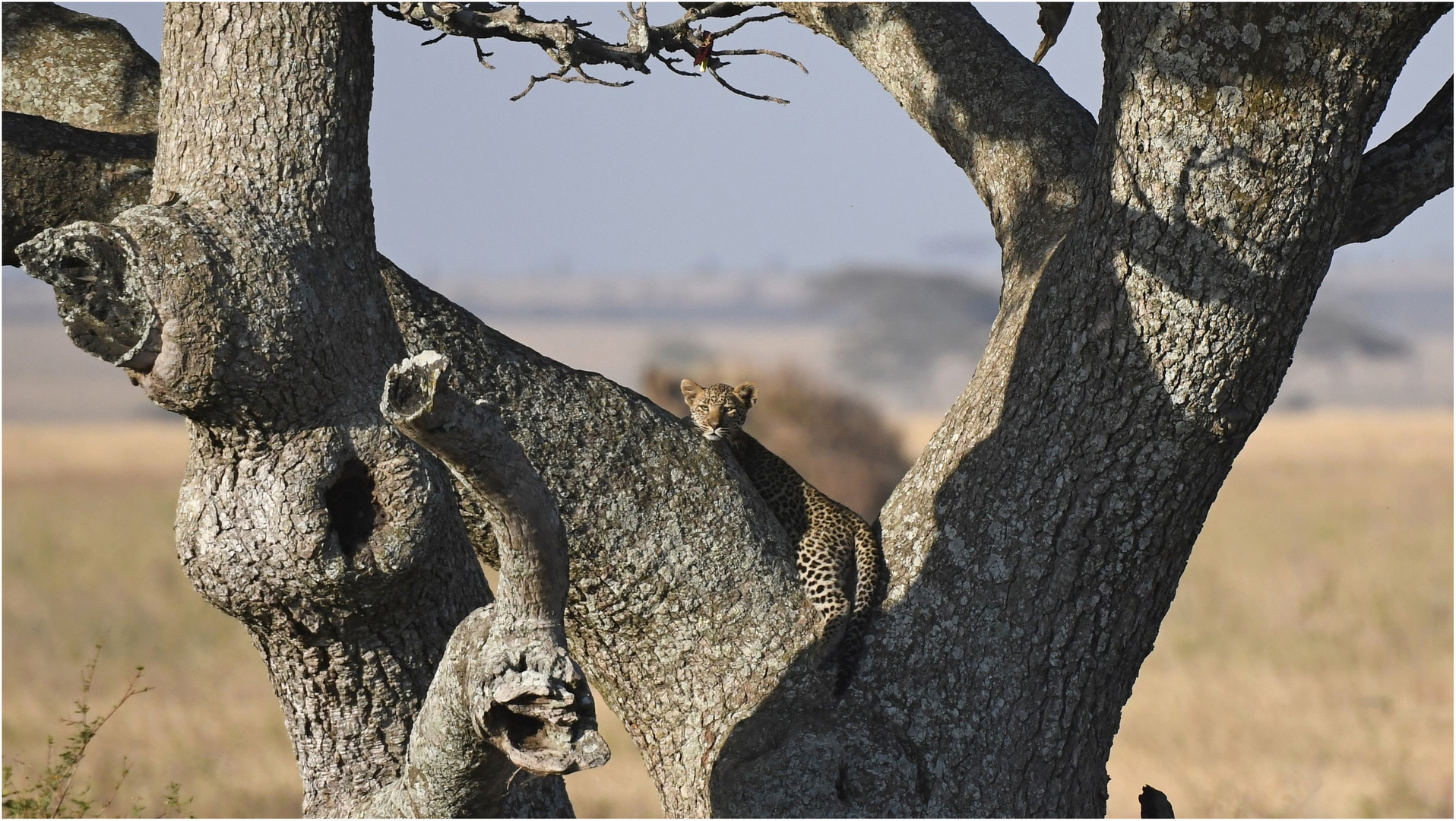 Warten auf die Mutter - Jungleopard in der Serengeti