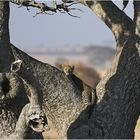 Warten auf die Mutter - Jungleopard in der Serengeti