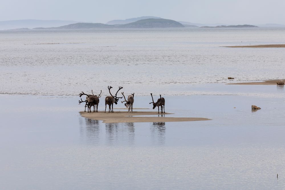 Warten Auf Die Nachste Eiszeit Foto Bild Tiere Wildlife