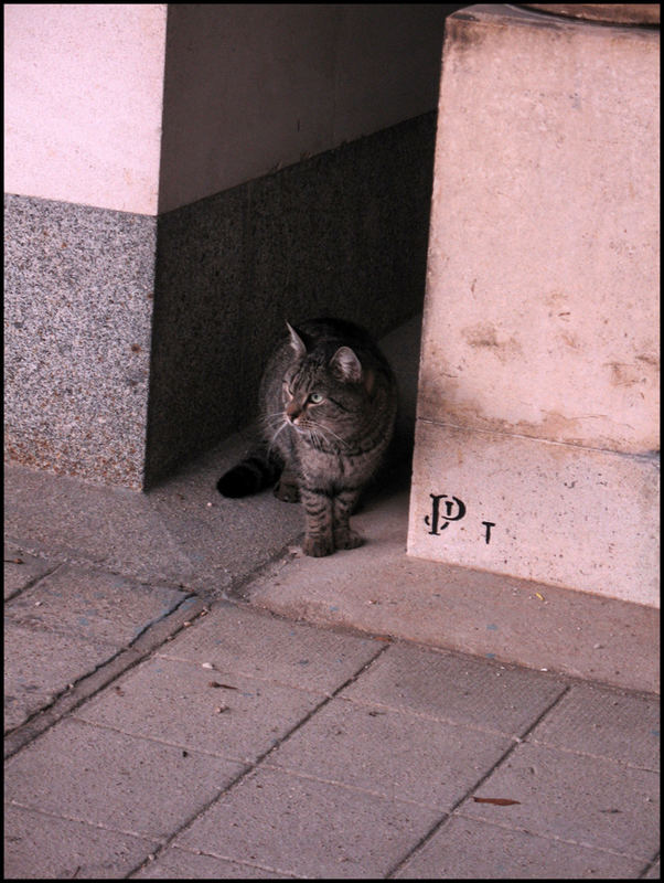 Warten auf die nächste Gelegenheit -oder MIAU