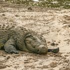 Warten auf die nächste "Große Tierwanderung"