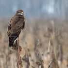 Warten auf die nächste Maus.. Mäusebussard, Buteo buteo