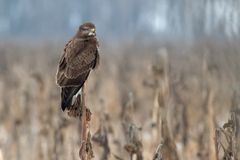 Warten auf die nächste Maus.. Mäusebussard, Buteo buteo