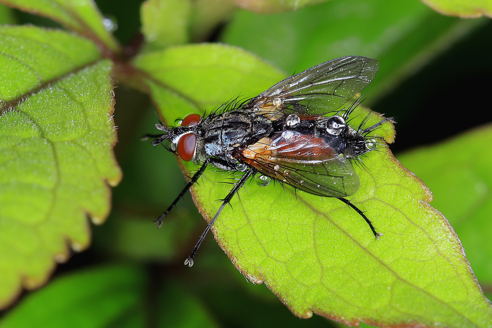 Warten auf die Sonne, Rotgefleckte Raupenfliege, Eriothrix rufomaculata, m., mit Regentropfen.