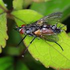 Warten auf die Sonne, Rotgefleckte Raupenfliege, Eriothrix rufomaculata, m., mit Regentropfen.