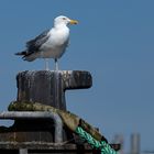 Warten auf einen Fischkutter