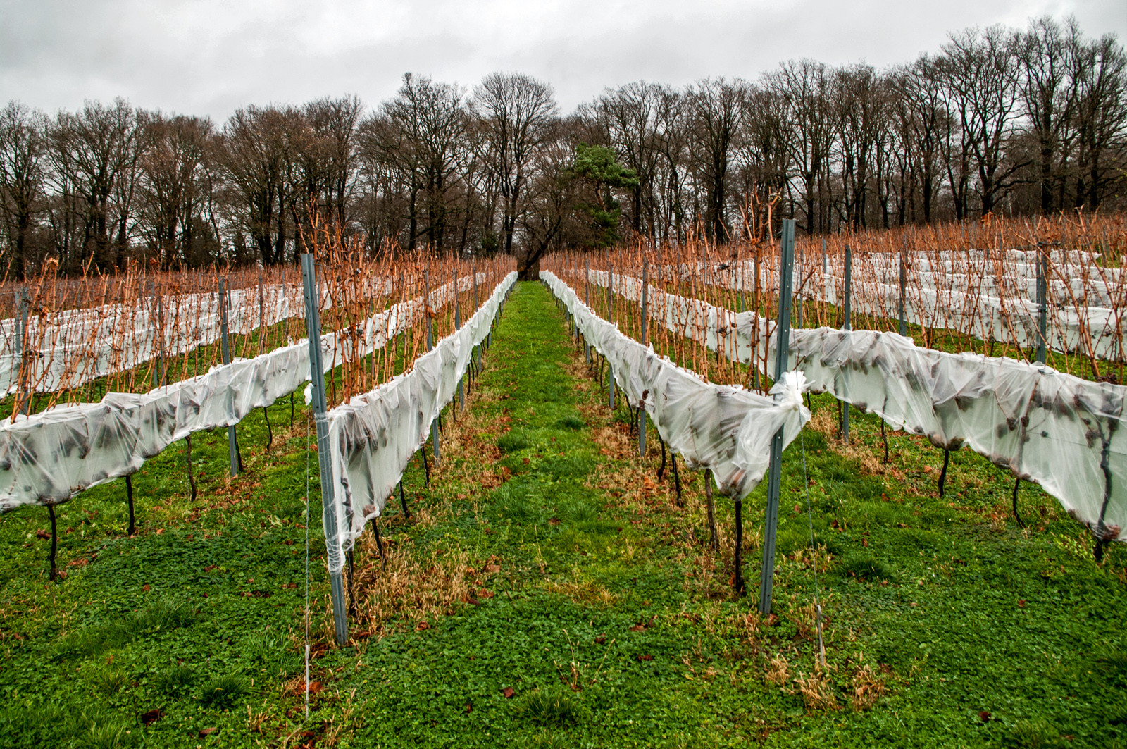 Warten auf Eiswein