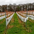 Warten auf Eiswein