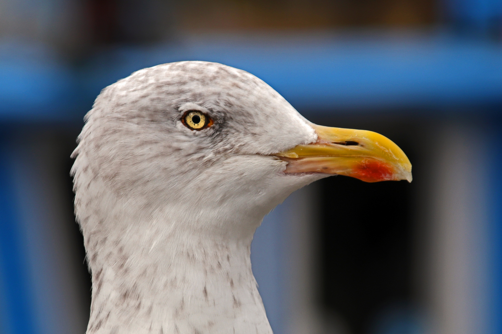 Warten auf Fischbrötchen