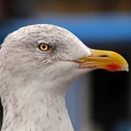 Warten auf Fischbrötchen