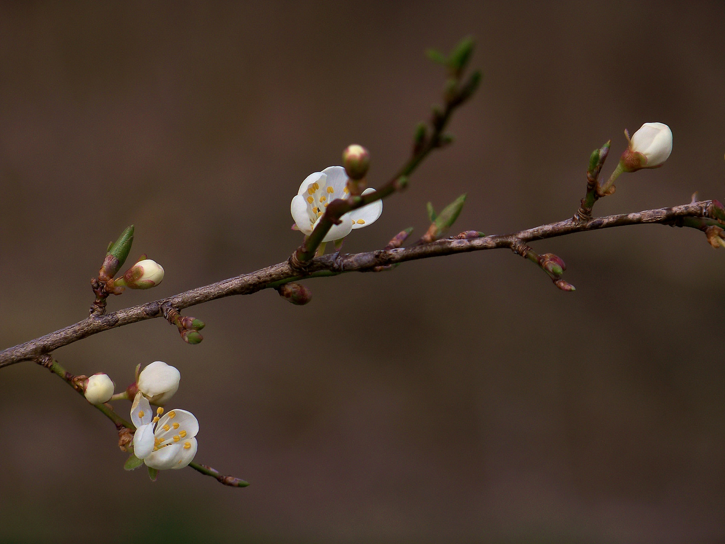 warten auf Frühling