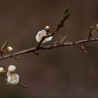 warten auf Frühling