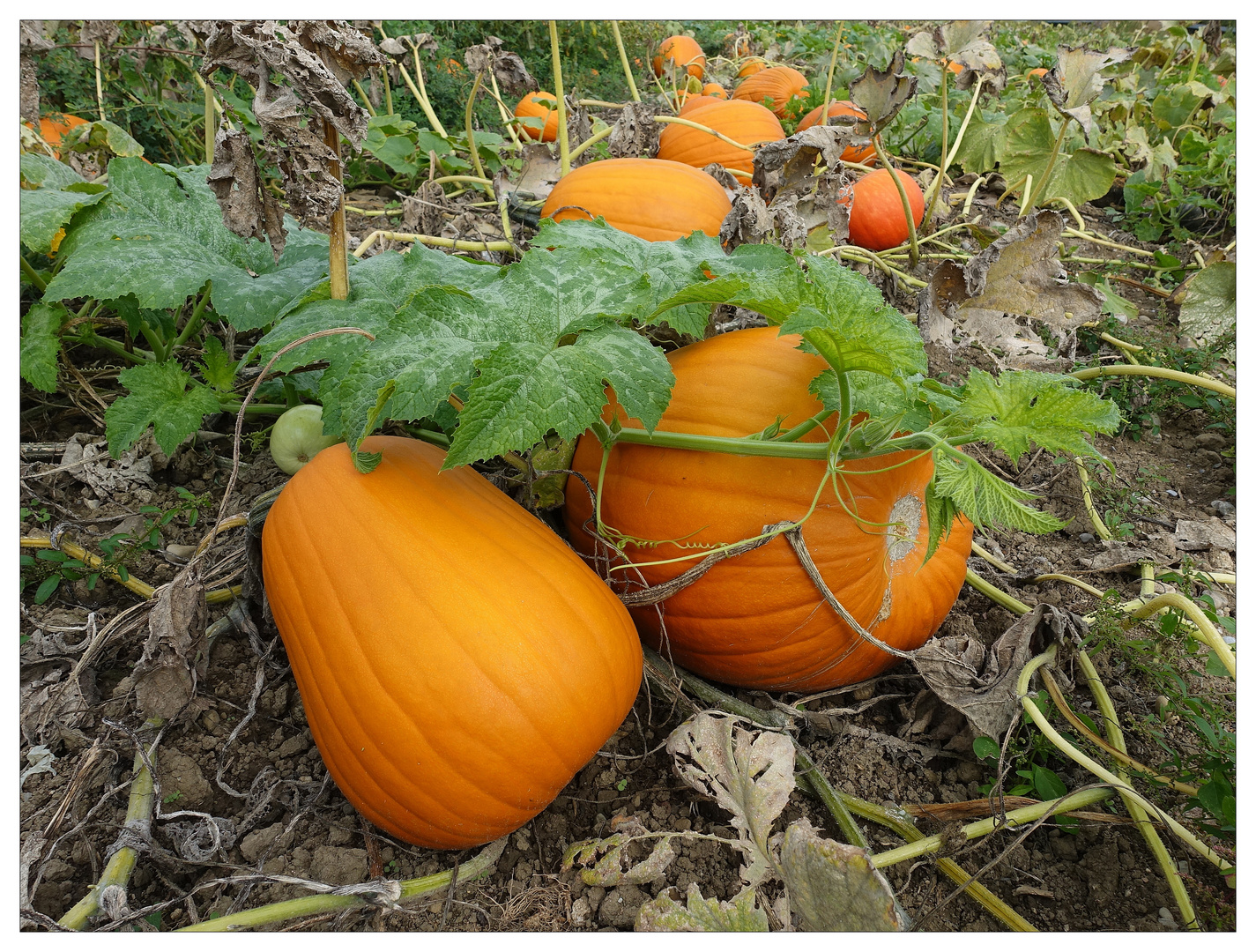 Warten auf Halloween.