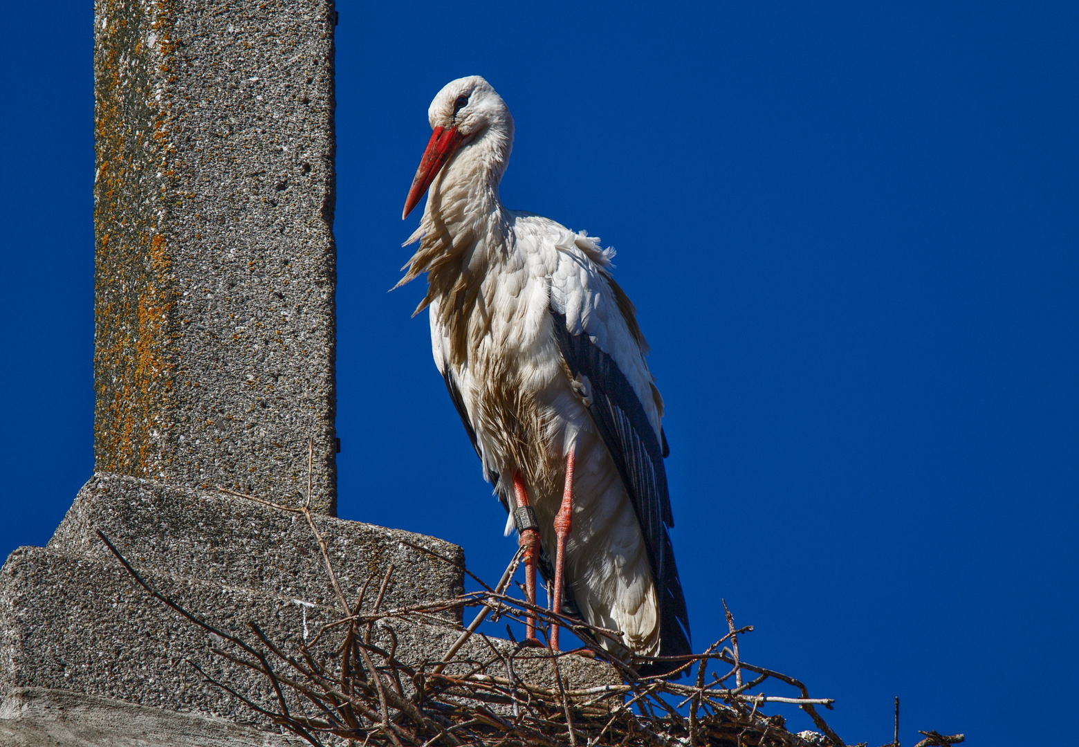 Warten auf Herrn Storch 