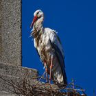 Warten auf Herrn Storch 