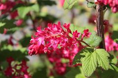 warten auf Insektenbesuch