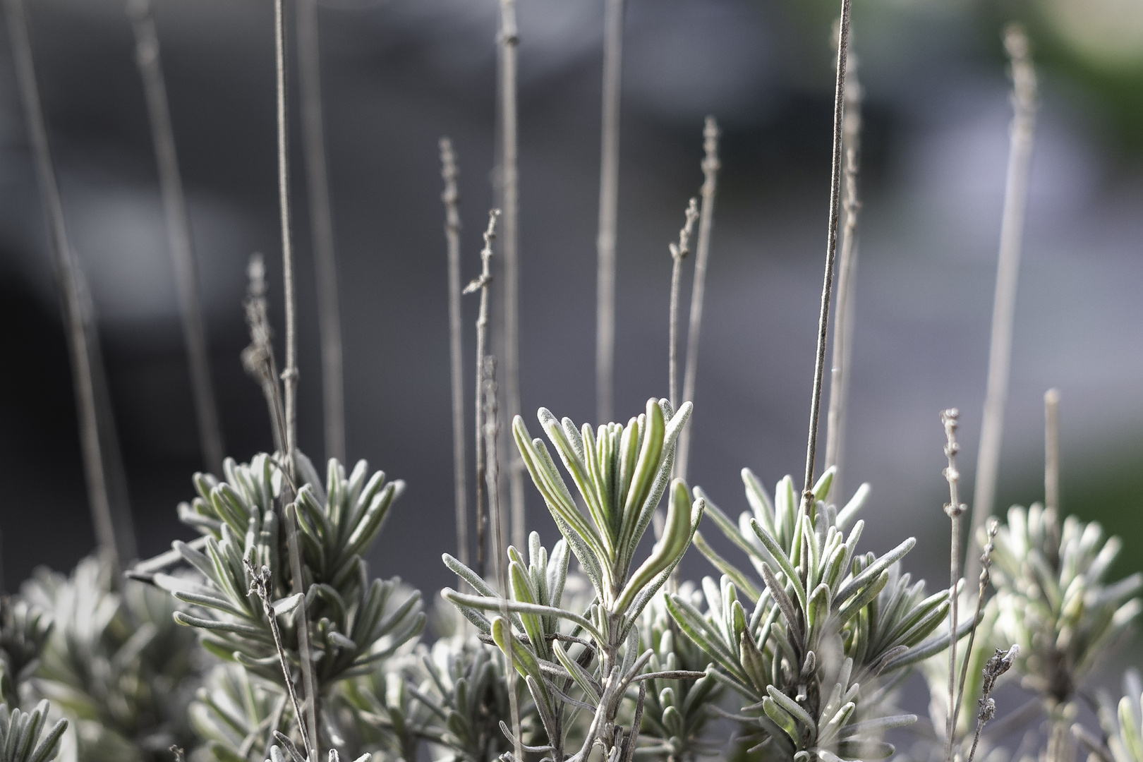 Warten auf Lavendel