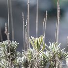 Warten auf Lavendel