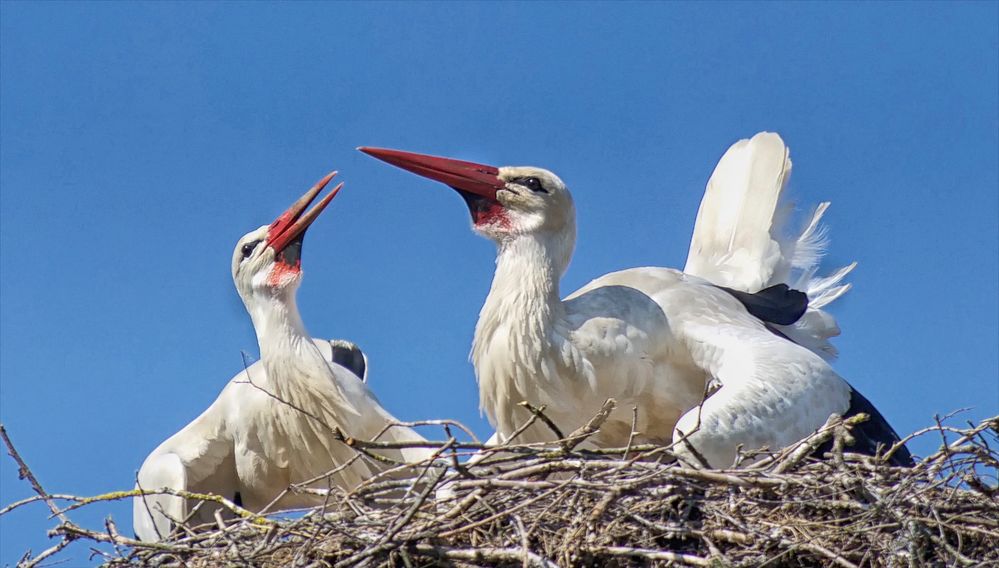 Warten auf Mama Storch