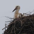 Warten auf Mama und Papa