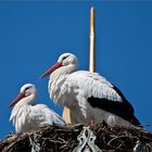 Warten auf Nachwuchs