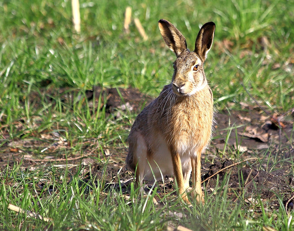 Warten auf Ostern