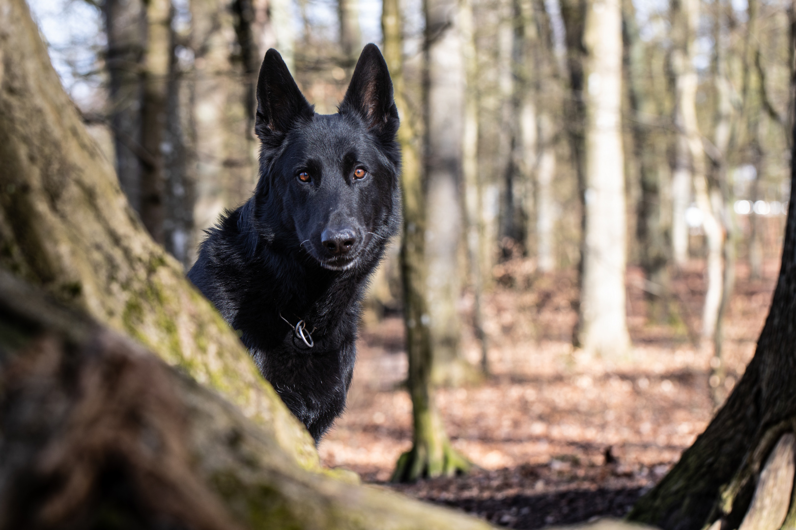 Warten auf Rotkäppchen