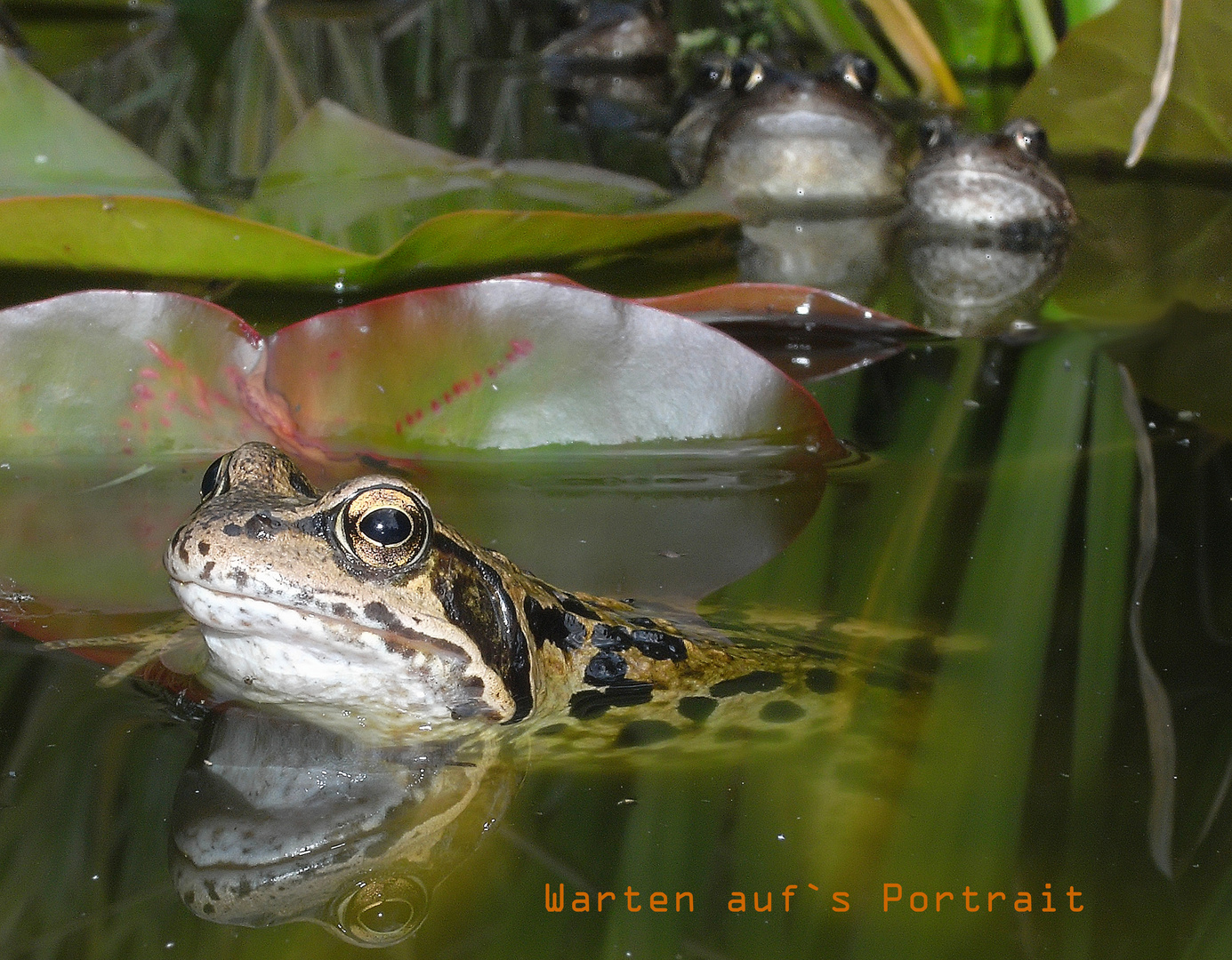 Warten auf s Portrait / Nordeifel