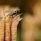 warten auf Starterlaubnis