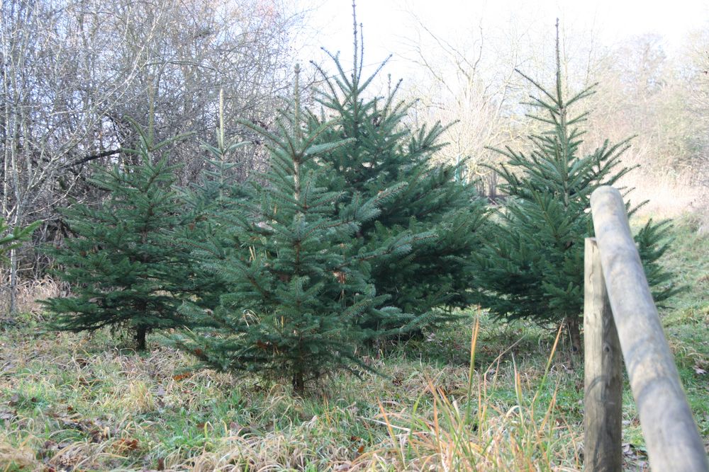 Warten auf Weihnachten 2014