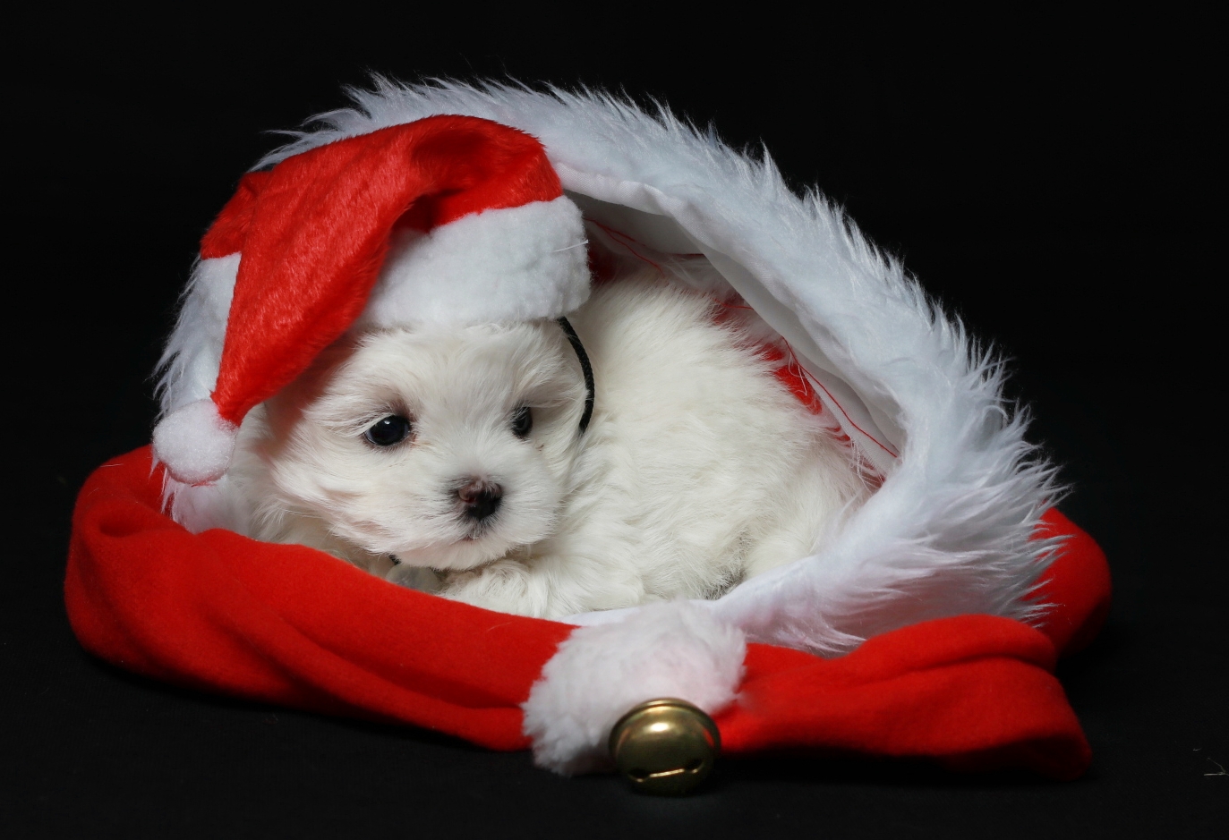 Warten auf Weihnachten Foto &amp; Bild weihnachten, fotos, hunde Bilder