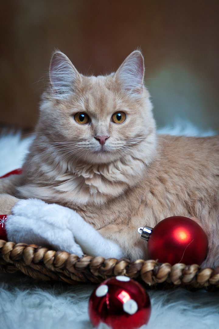 Warten auf Weihnachten