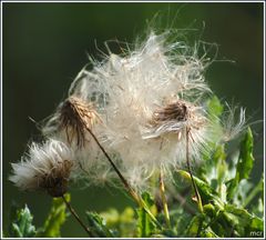 Warten auf Wind