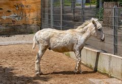 Warten auf Zaungäste