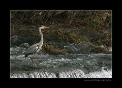 Warten auf'n Fisch