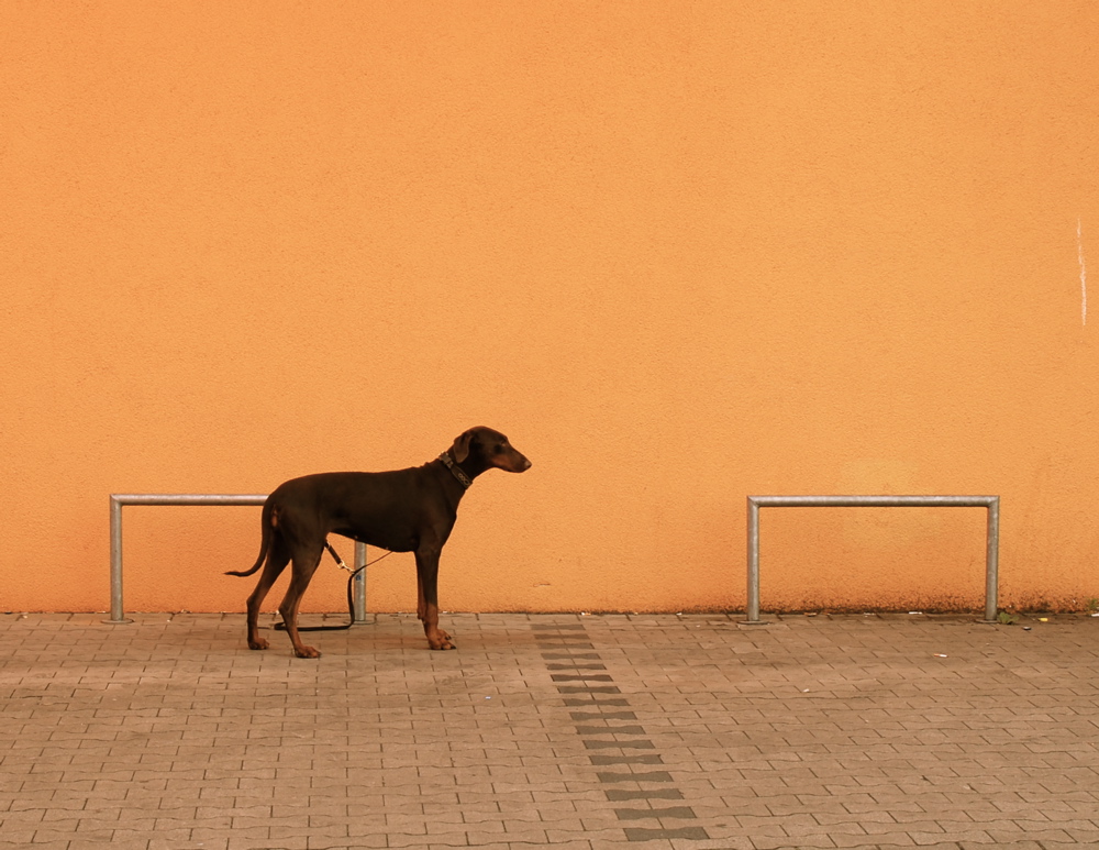 Warten auf´s Herrchen: Hund vor Hauswand